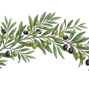 Olive branch illustration