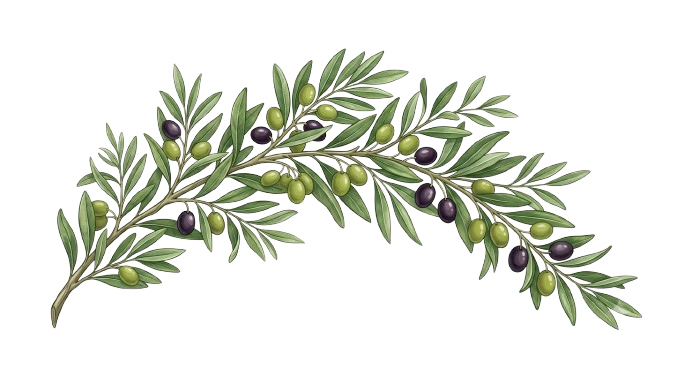 Olive branch illustration
