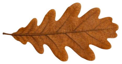 Oak and olive branch illustration